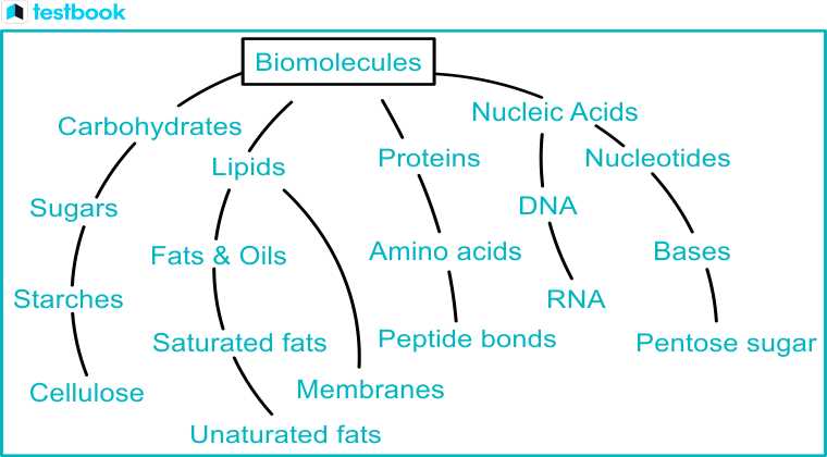 biomolecules concept map answer key