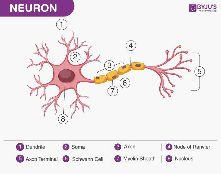 neuron function pogil answer key