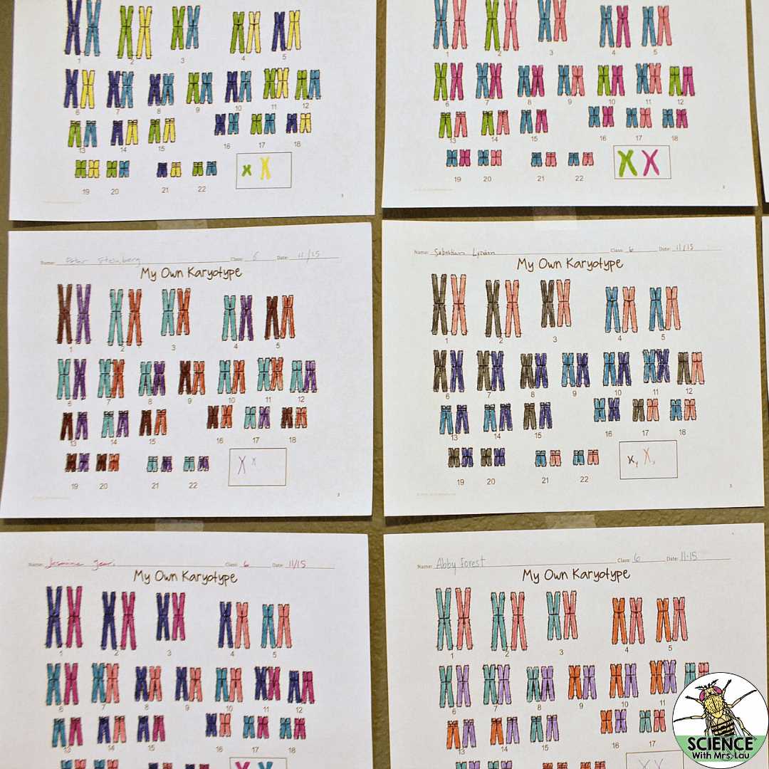 making karyotypes answer key
