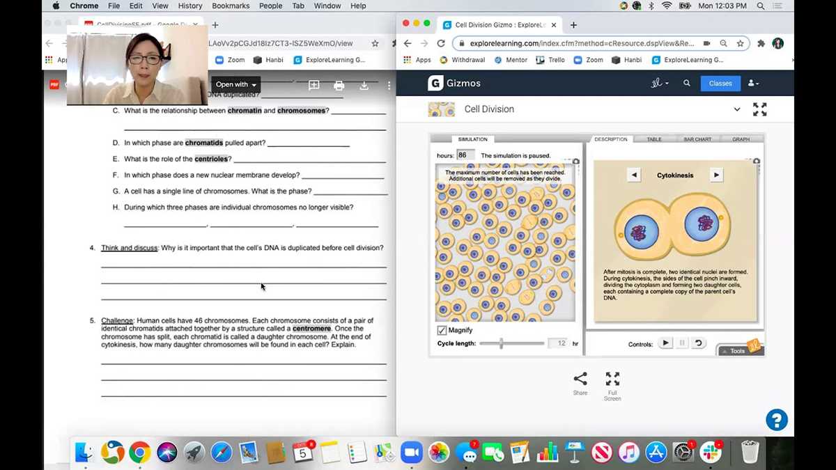 meiosis gizmo answer key