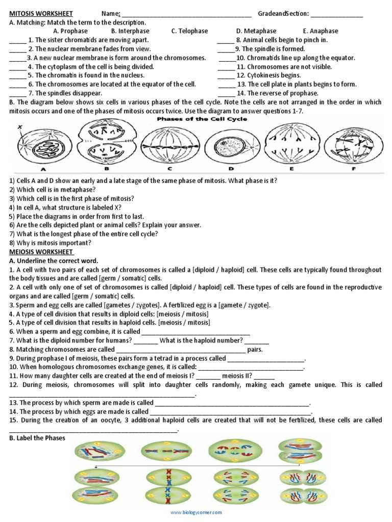 meiosis guided reading answer key