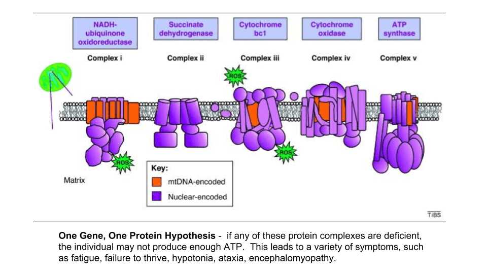 mitochondria aging and metabolism cer answer key and teachers guide