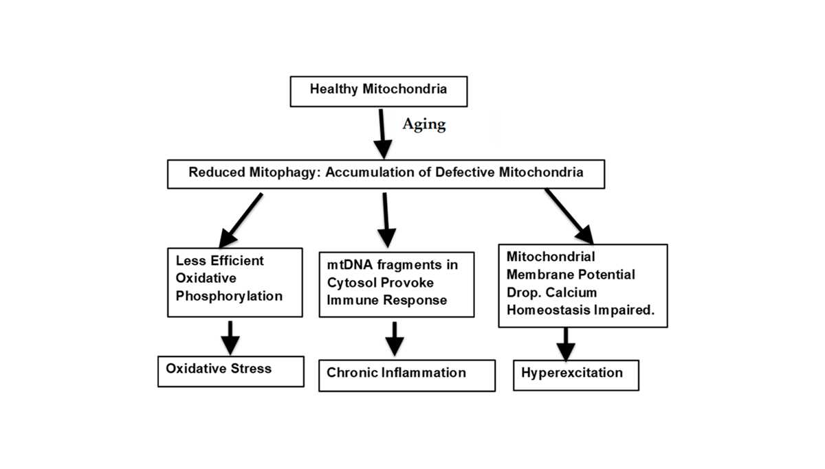mitochondria aging and metabolism cer answer key and teachers guide