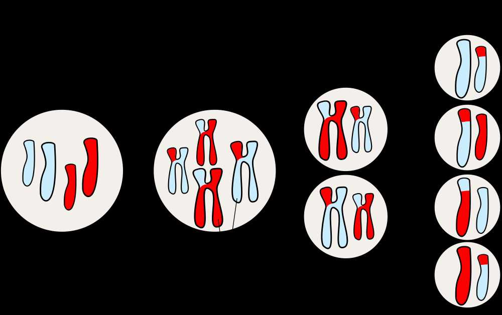 mitosis and cell differentiation practice answer key