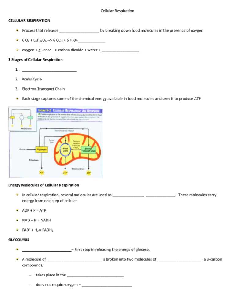 modeling photosynthesis and cellular respiration science take out answer key