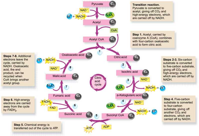 modeling photosynthesis and cellular respiration science take out answer key