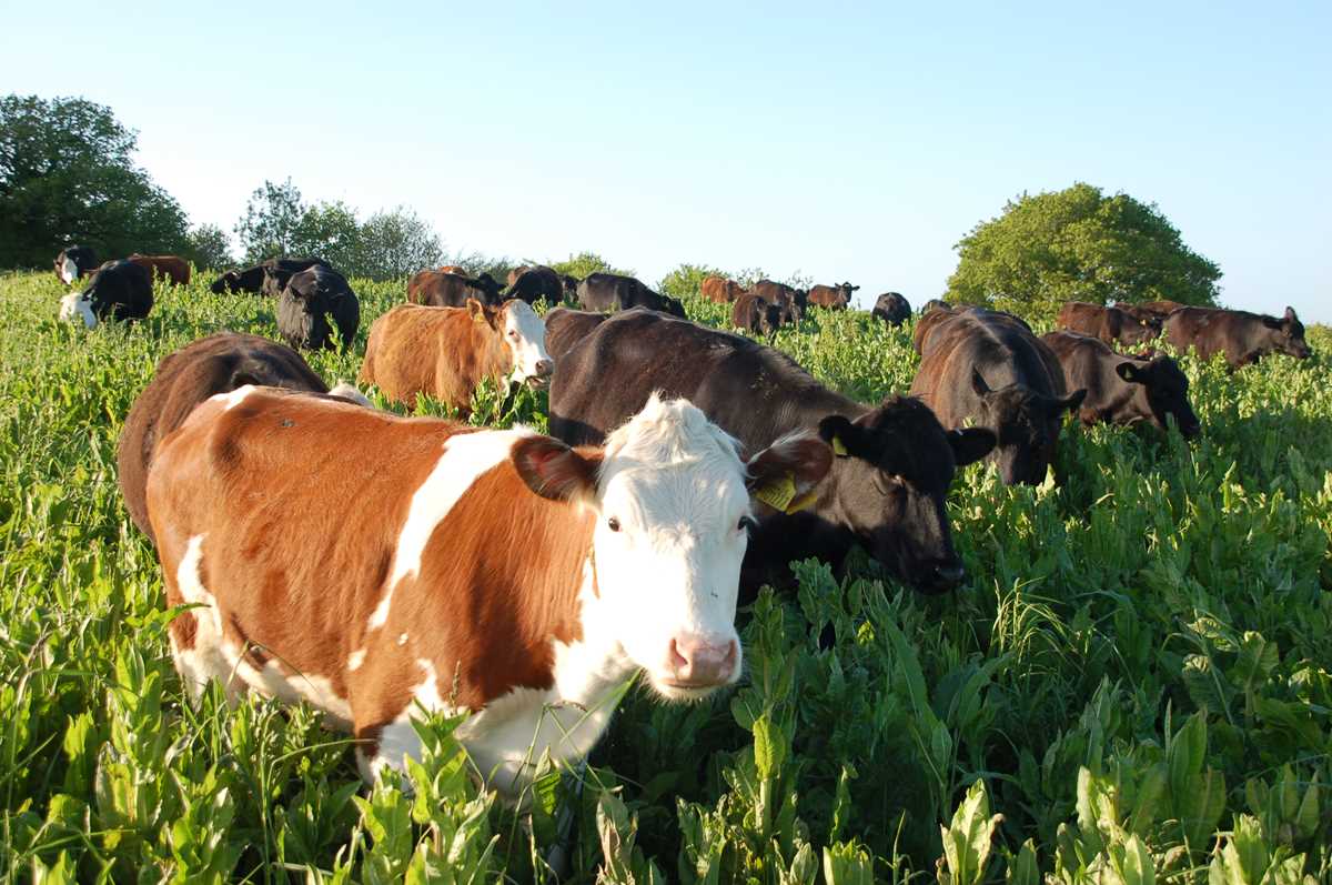 modern livestock and poultry production 9th edition answer key