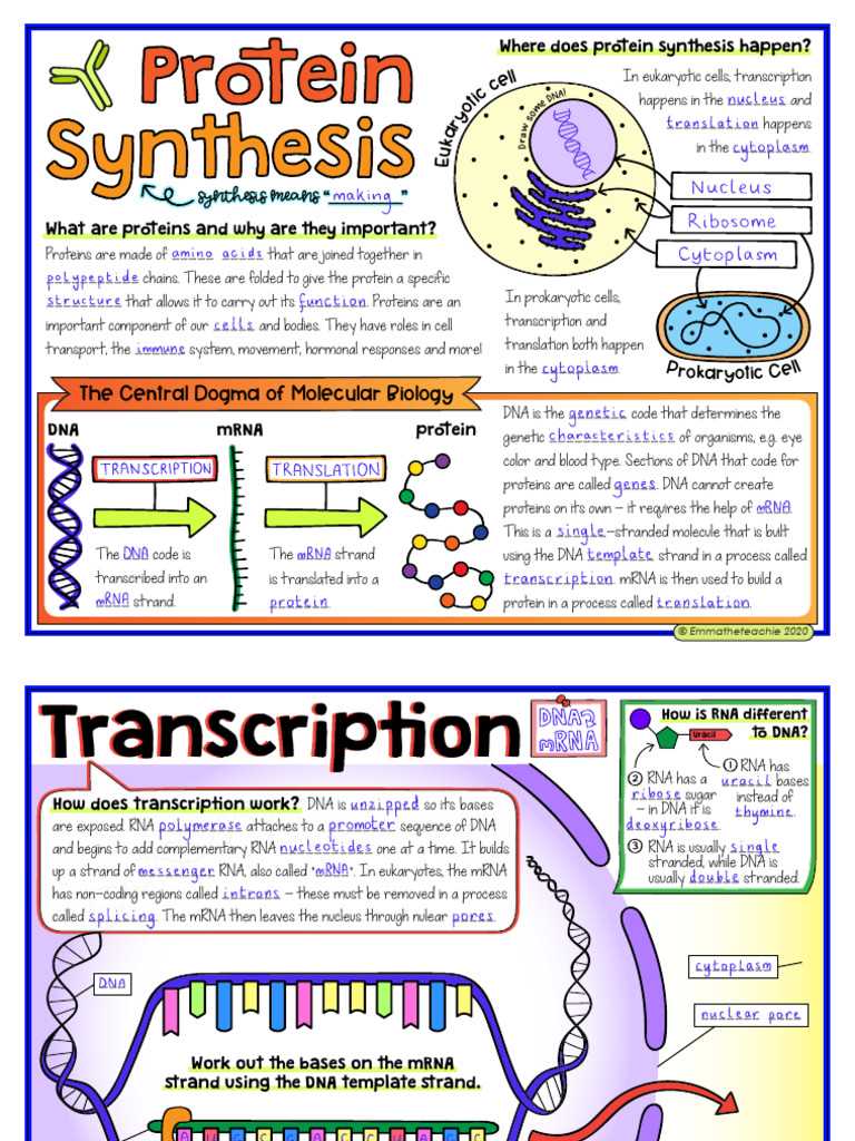 dna coloring   transcription & translation answer key