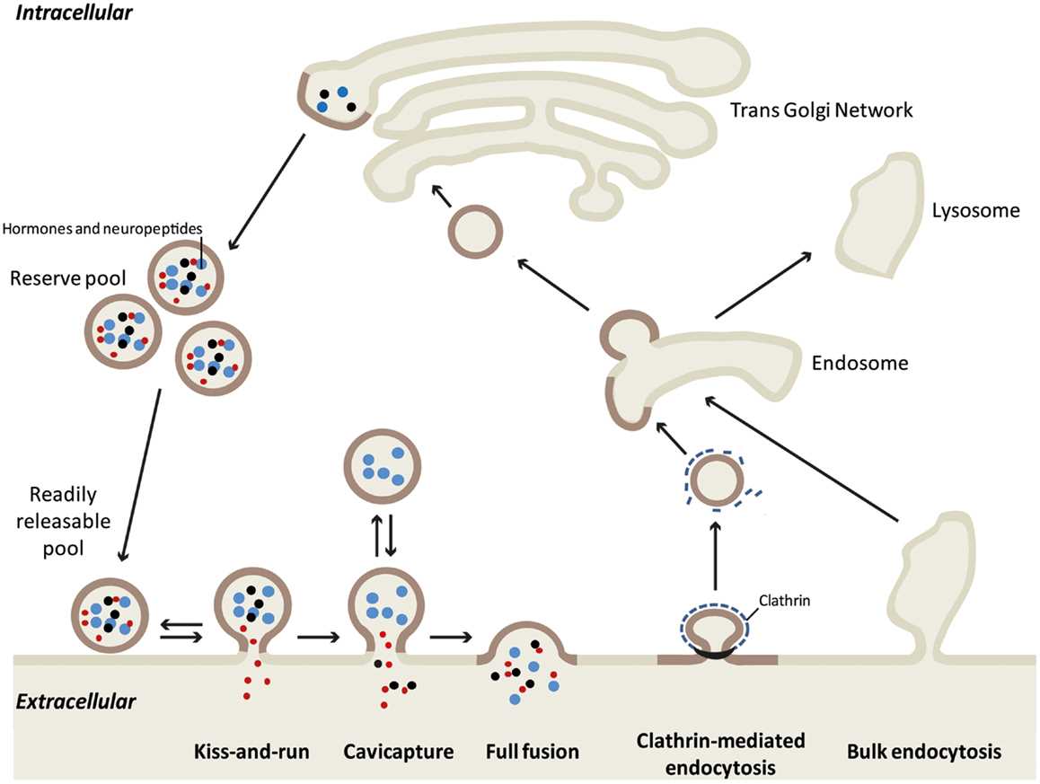 endocytosis and exocytosis questions answer key