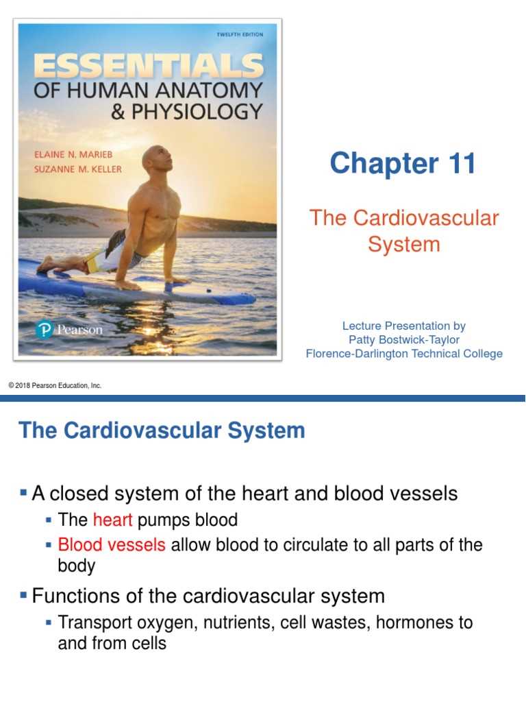 chapter 11 the cardiovascular system worksheet answer key chapter 11 the cardiovascular system worksheet answer key