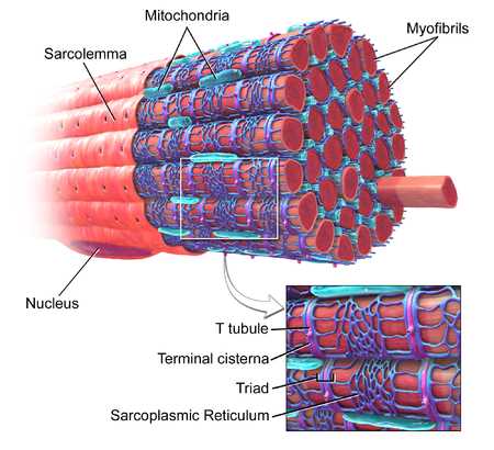 muscle contraction internet activity answer key