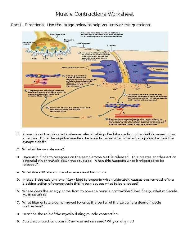 muscle contraction internet activity answer key