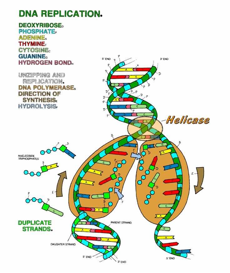 hhmi biointeractive the double helix answer key