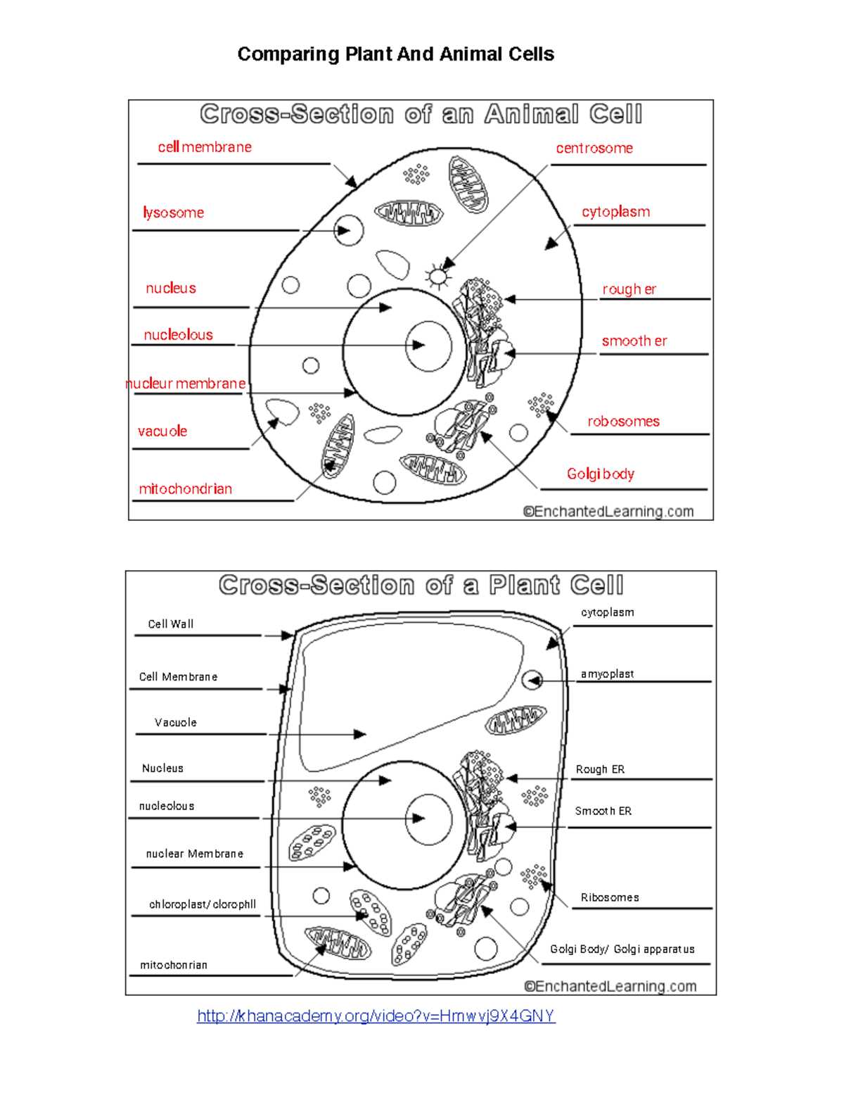 diploid and haploid worksheet answer key