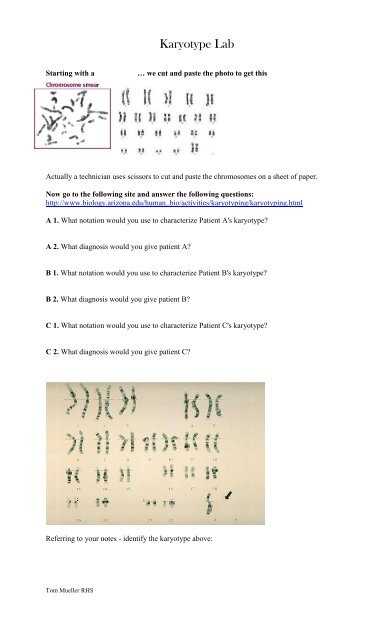 chapter 14 the human genome making karyotypes lab answer key