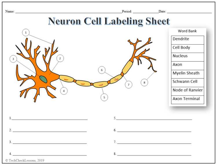 neuron function pogil answer key