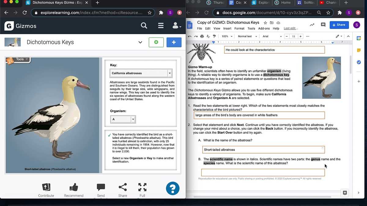 bird dichotomous key answers bird dichotomous key answers