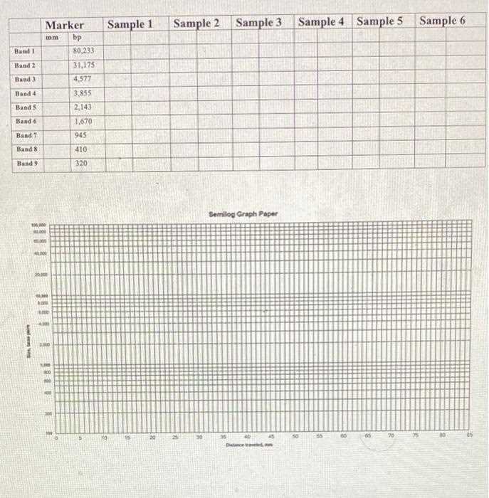 dna profiling practice answer key