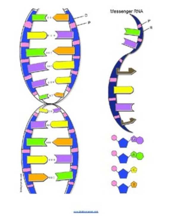 dna coloring   transcription & translation answer key