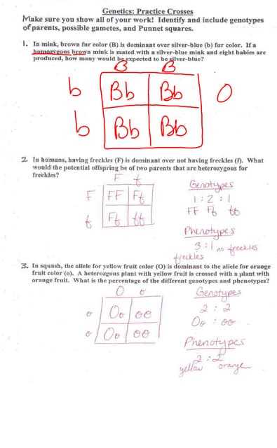 genetics test review answer key