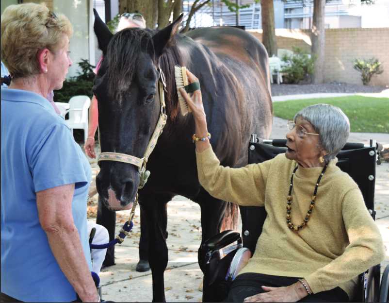 autism and therapy horses answer key
