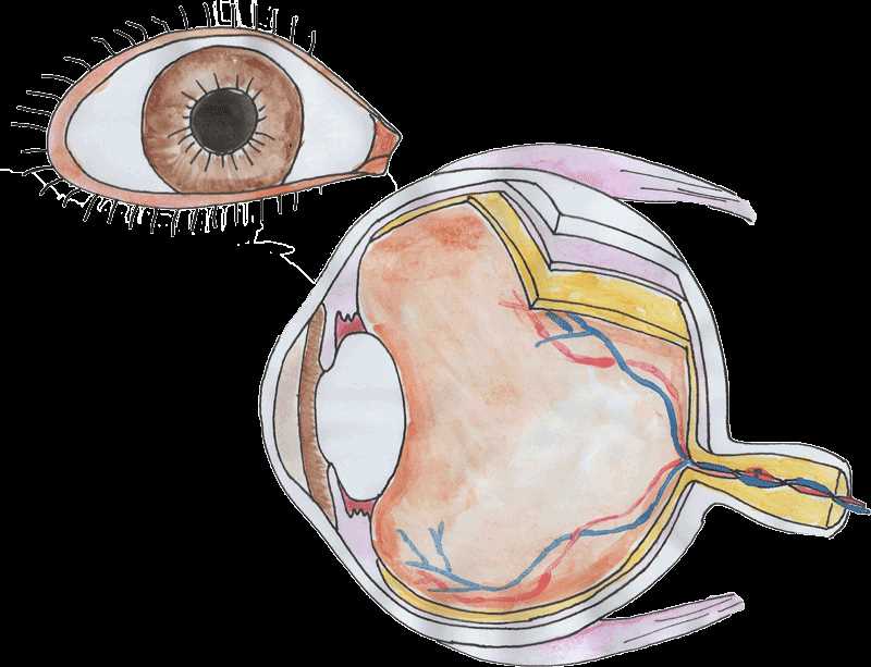 cow eye dissection answer key