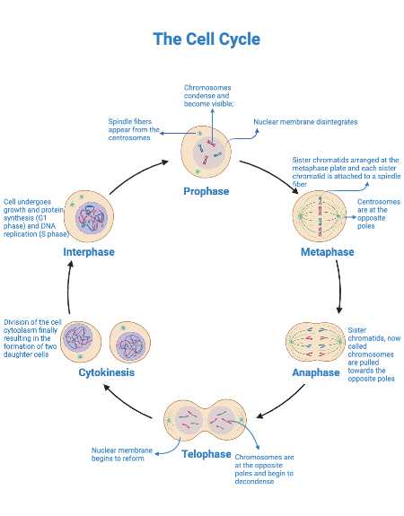 cell growth and division vocabulary review answer key chapter 5