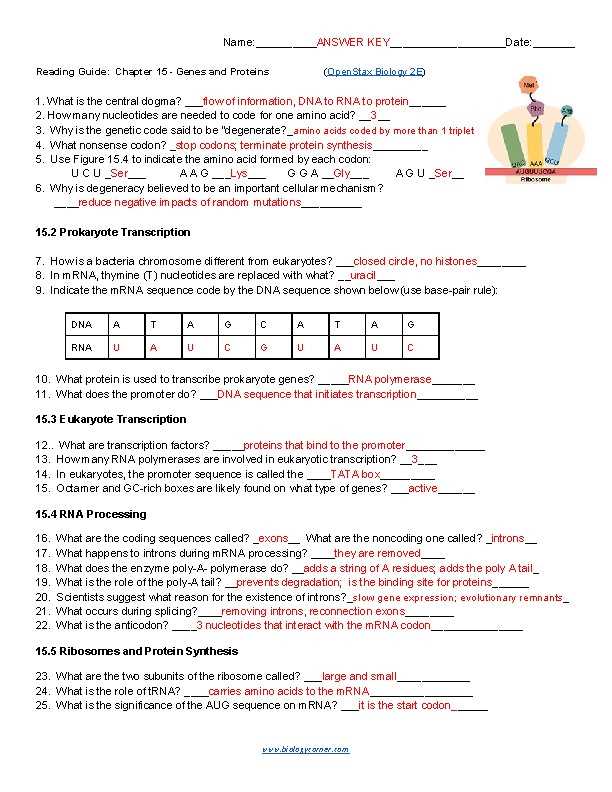 openstax biology 2e answer key