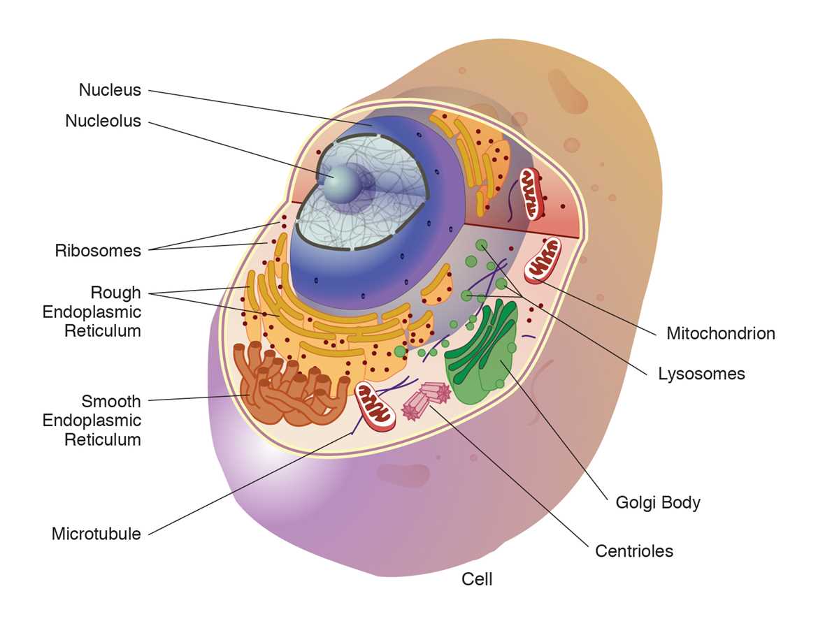 cell and their organelles answer key
