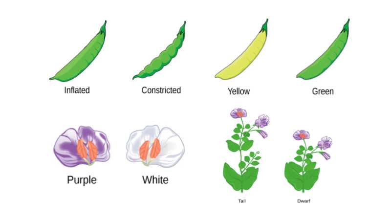 genetics practice peas please answer key