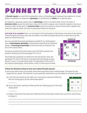 pea plant punnett squares worksheet answer key