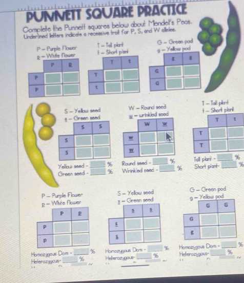 pea plant punnett squares worksheet answer key