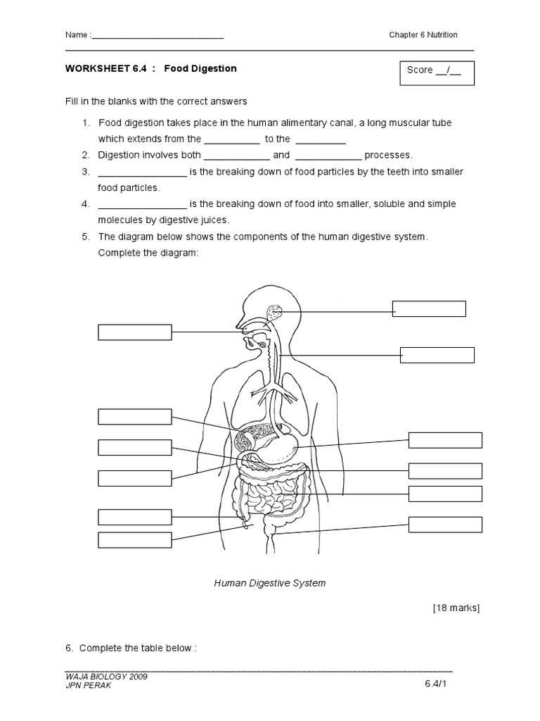 digestion worksheet answer key