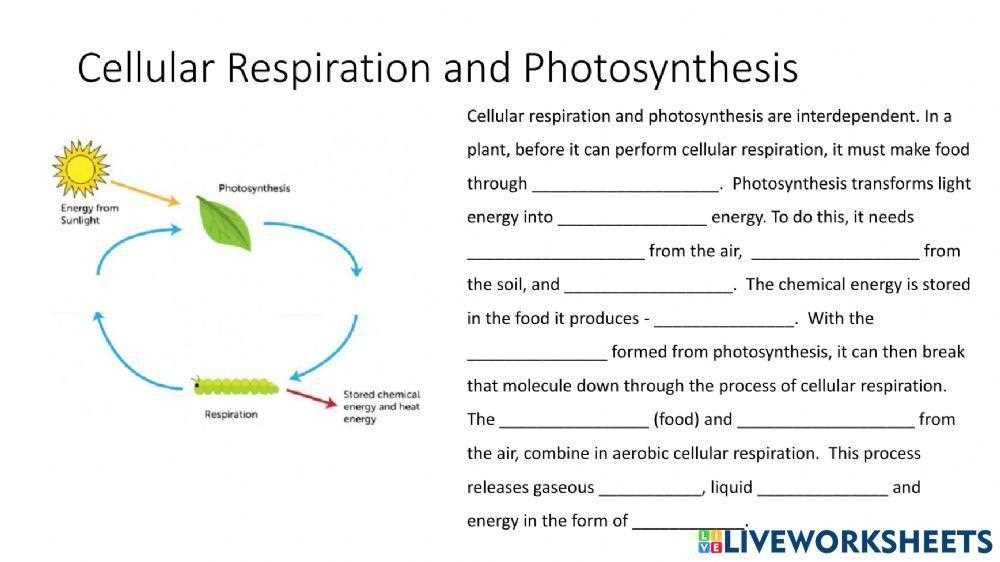 photosynthesis & cellular respiration worksheet answer key