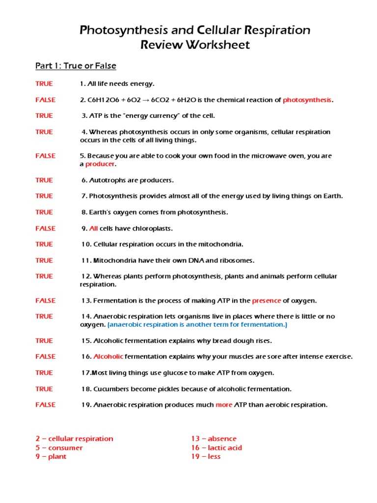 photosynthesis & cellular respiration worksheet answer key