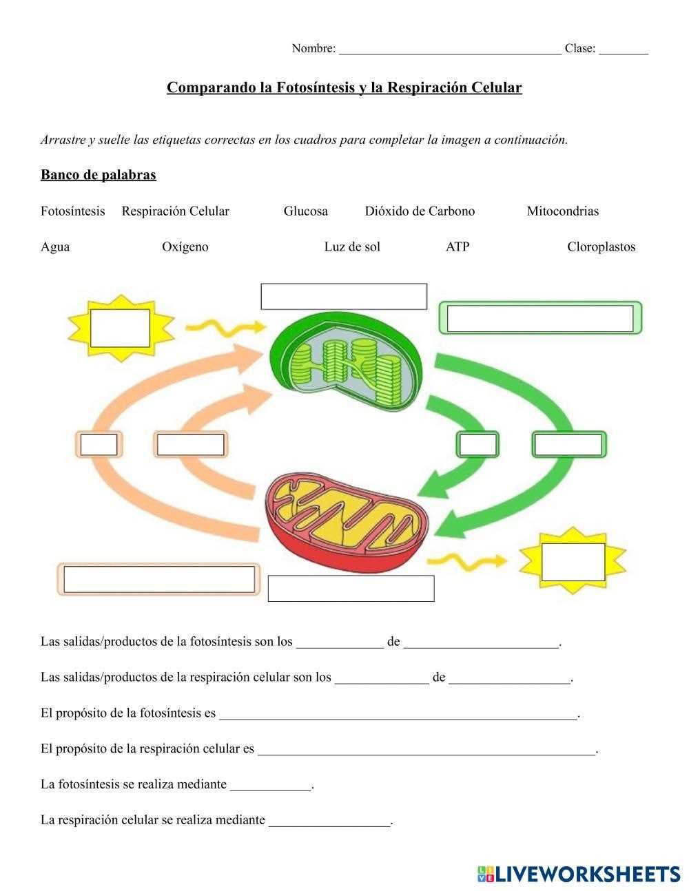 photosynthesis & cellular respiration worksheet answer key