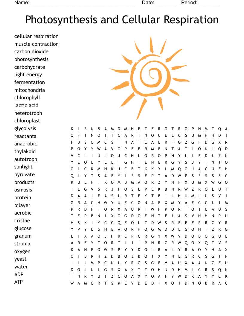 photosynthesis and cellular respiration worksheet answer key