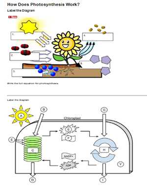photosynthesis labeling answer key photosynthesis labeling answer key