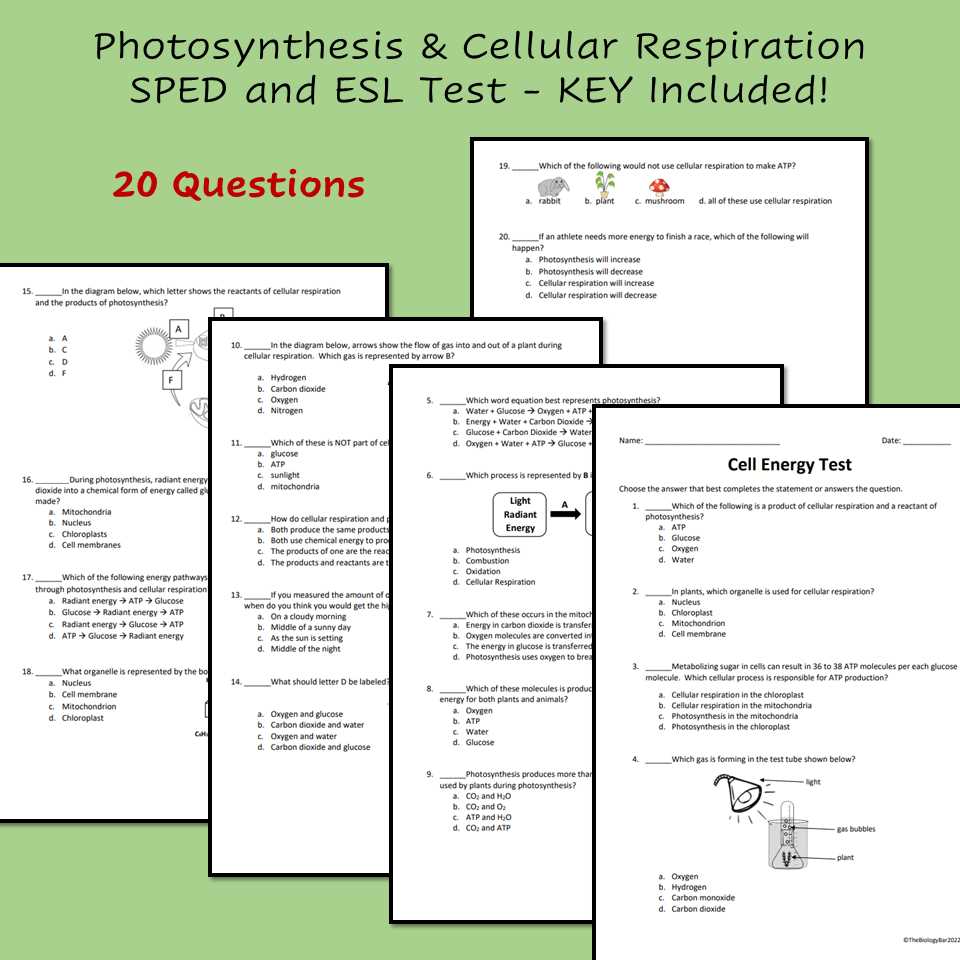 photosynthesis review questions answer key