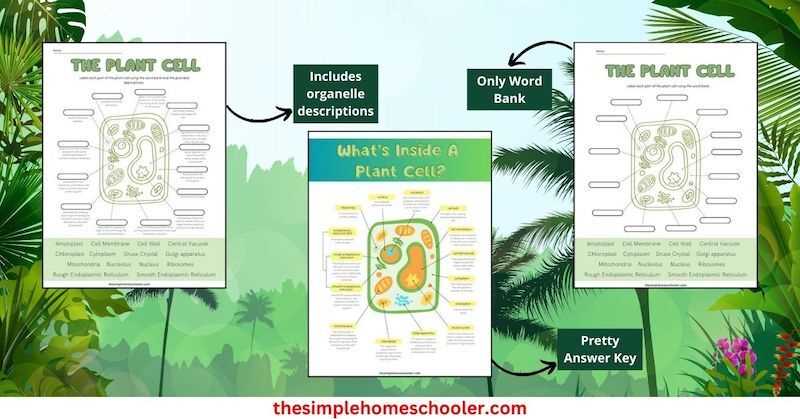 plant cell coloring guide answer key