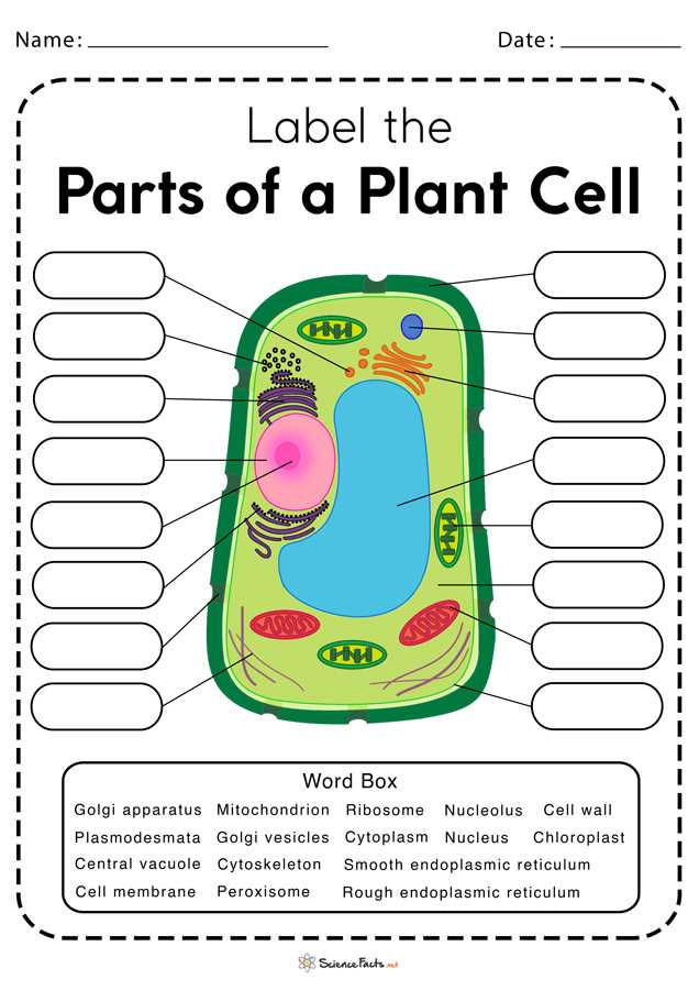 plant cell grade 9 coloring answer key plant cell grade 9 coloring answer key