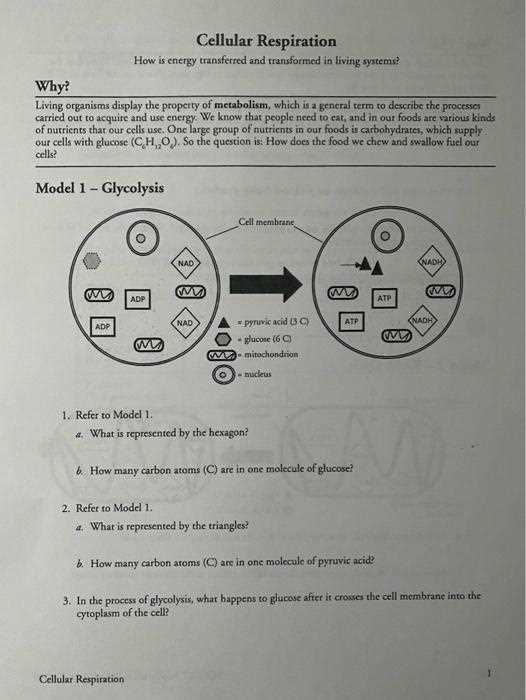 pogil atp the free energy carrier answer key
