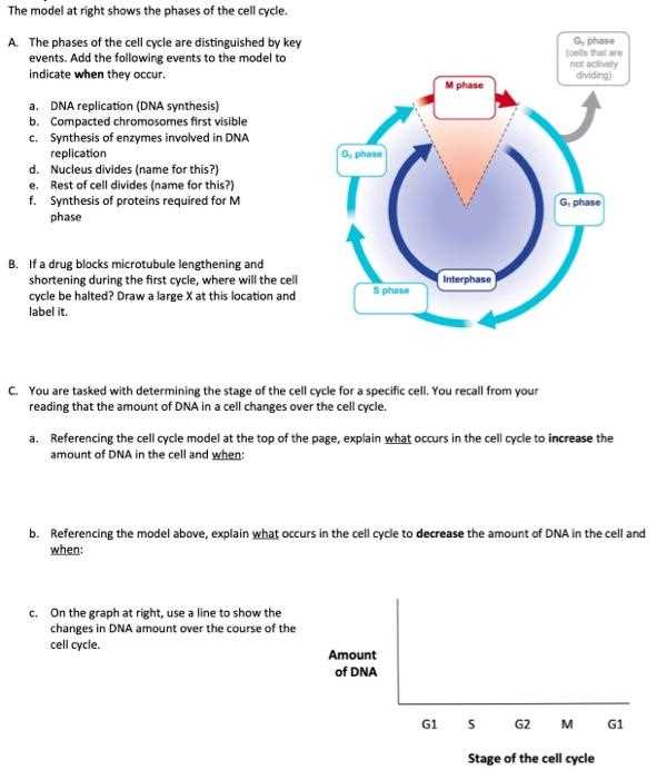 pogil the cell cycle answer key pogil the cell cycle answer key