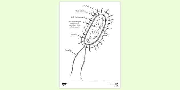 prokaryote coloring and review answer key