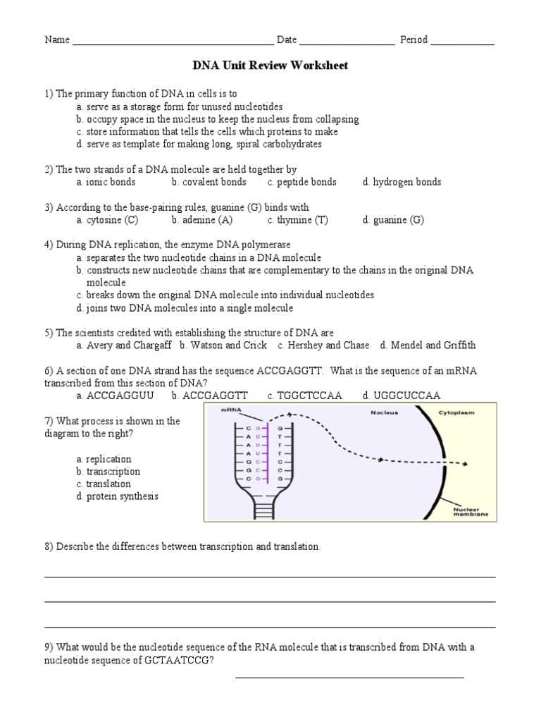 dna and rna review answer key