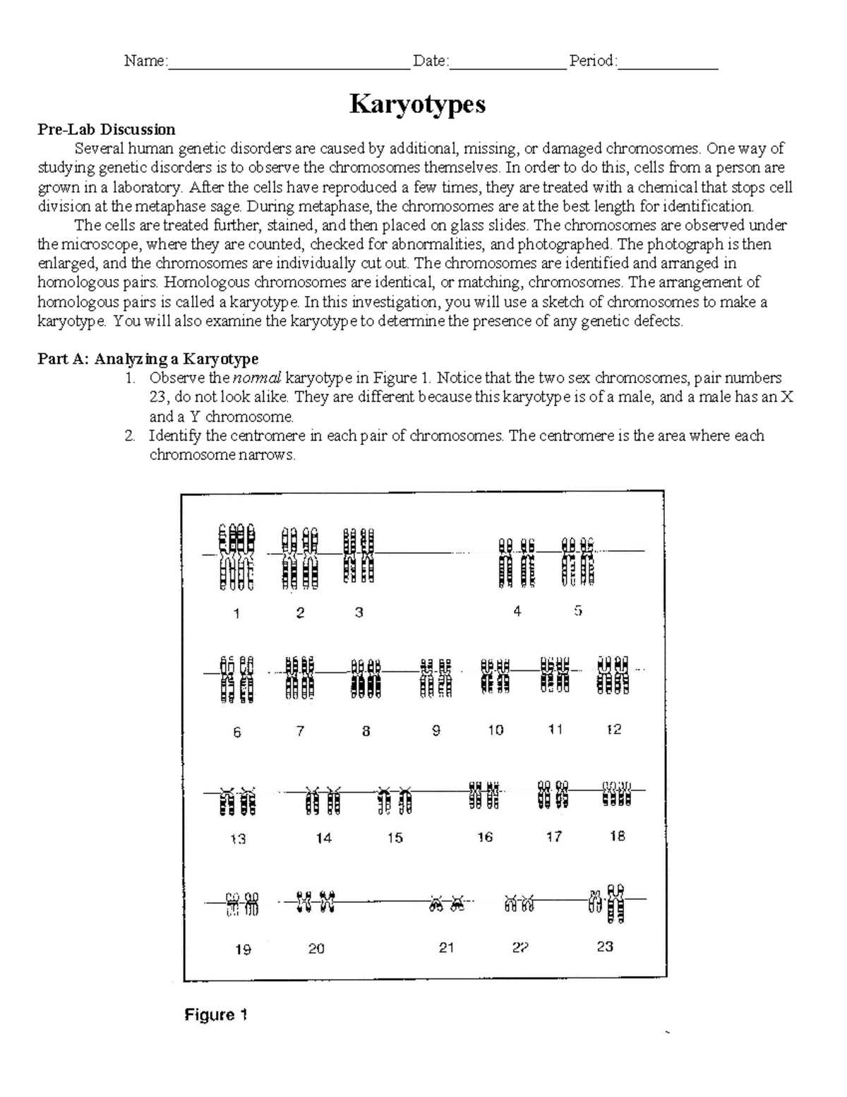 making karyotypes answer key
