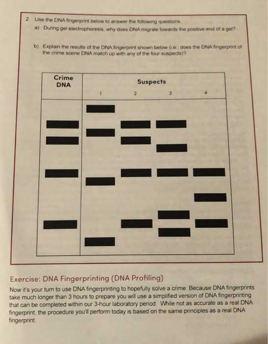 dna fingerprinting in forensics worksheet answer key dna fingerprinting in forensics worksheet answer key