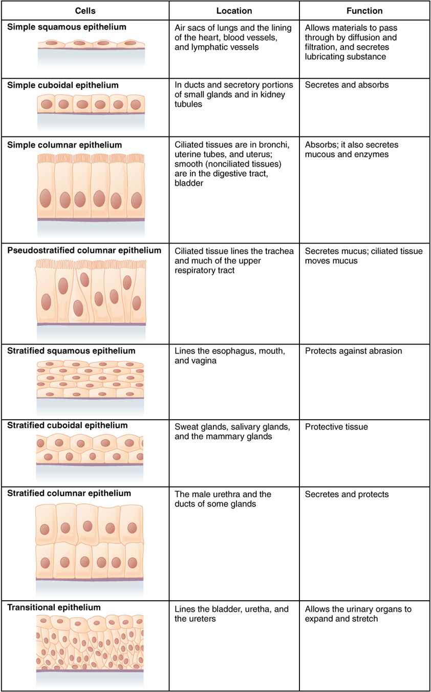 epithelial tissue answer key