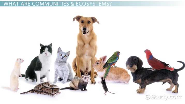 chapter 4 ecosystems and communities test b answer key chapter 4 ecosystems and communities test b answer key