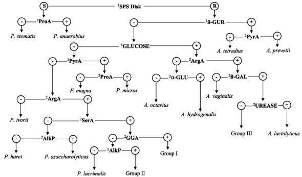 identifying bacteria activity answer key